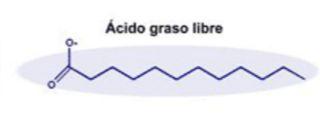 ÁCIDOS GRASOS Son ácidos orgánicos con un grupo funcional CARBOXILO unido a una cadena hidrocarbonada.