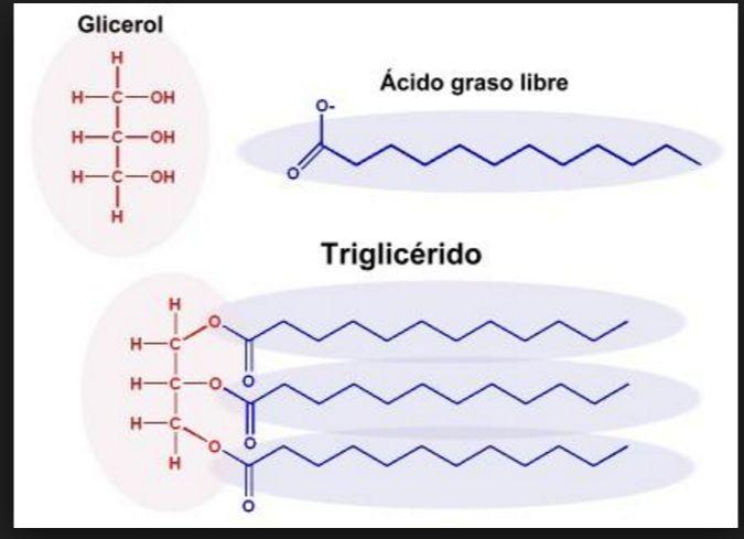 GRASAS (Triglicéridos) Son triésteres (tres enlaces éster) de glicerol con tres ácidos grasos que pueden ser iguales o diferentes.