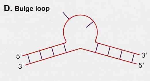 ARN Stem Loops
