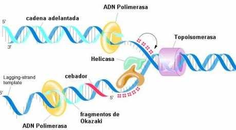 En la horquilla se encuentra muchas enzimas con funciones diferentes ADN polimerasa: Sintetiza ADN Helicasa: Separa las