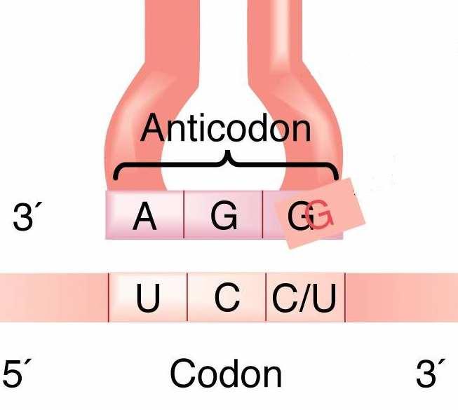La estructura de los ARNt es lo que les permite traducir el código Amino ácido ARN
