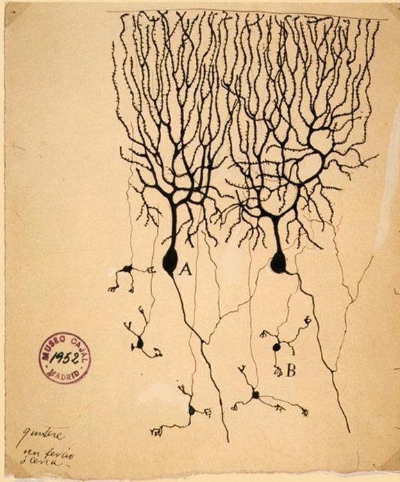 Teoría Celular Aportación de Santiago Ramón y Cajal a la teoría celular