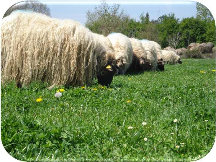 Pastoreo planificado Para las ovejas: Comida