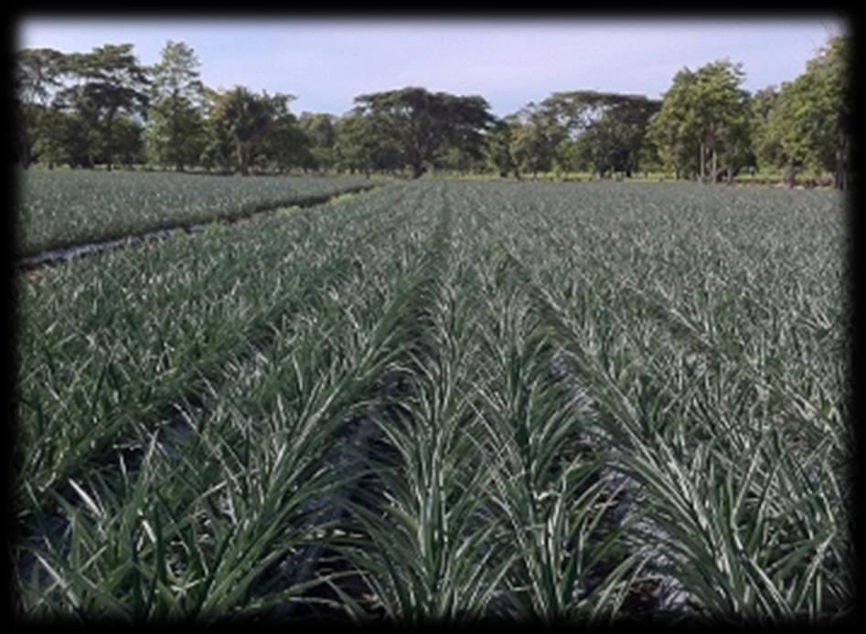Ejemplo Oportunidades - Abonos Costa Rica es uno de los países con mayor consumo de productos agroquímicos de A.