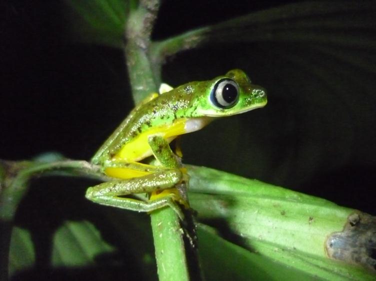 Agalychnis lemur Guayacan, Siquirres. Comportamiento: Es nocturna. Tipo de desarrollo: Indirecto. Hábitat: Viven en los bosques húmedos montano bajos.