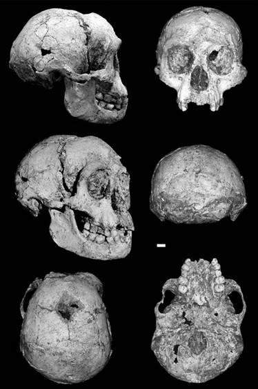 Homo floresiensis - hallado en una isla de Indonesia - 18.