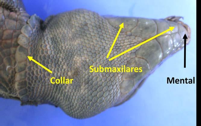 Vista ventral de la cabeza de un lacértido mostrando las escamas cefálicas distinguibles y su nomenclatura. Fuente: García et al.