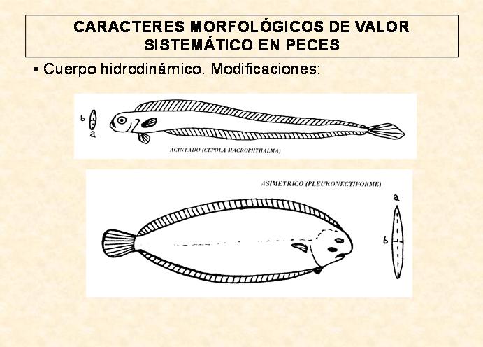 (EJEMPLAR) Modelos cilíndricos y anguiliformes: cuando el huso se alarga y redondea, es frecuente la pérdida de aletas abdominales