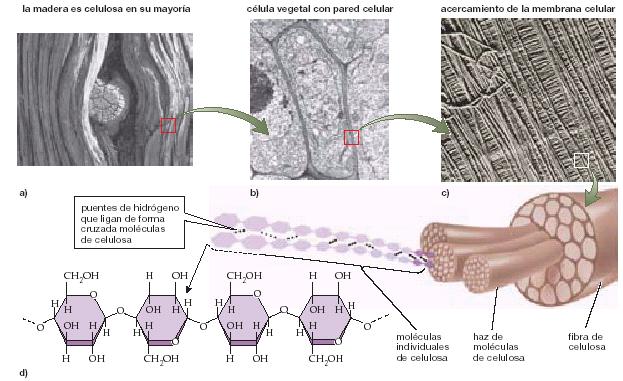 Estructura y función de la celulosa La celulosa puede tener gran fuerza estructural. a) La madera de este pino de piñas con escamas de 3000 años de edad se compone principalmente de celulosa.