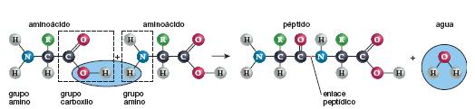 Síntesis de proteínas En la síntesis de proteínas, una reacción de deshidratación une el carbono del grupo carboxilo de un aminoácido al nitrógeno