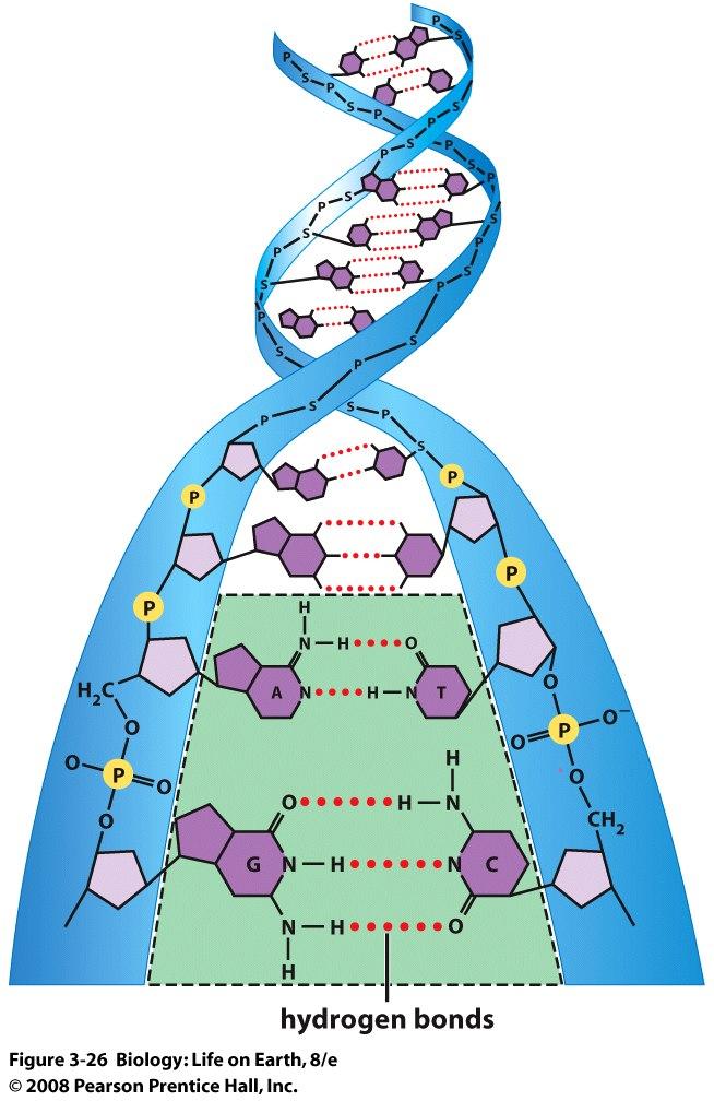 Puentes de hidrógeno ADN Al igual que una escalera torcida, la doble hélice de ADN se forma mediante sucesiones helicoidales de nucleótidos que hacen una espiral entre sí.