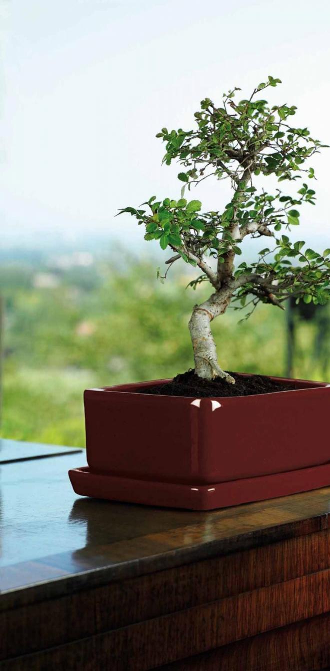 La colección Bonsai está especialmente diseñada para el cultivo de los bonsais. Amplia varidad de colores y formas con plato incorporado y dos agujeros.