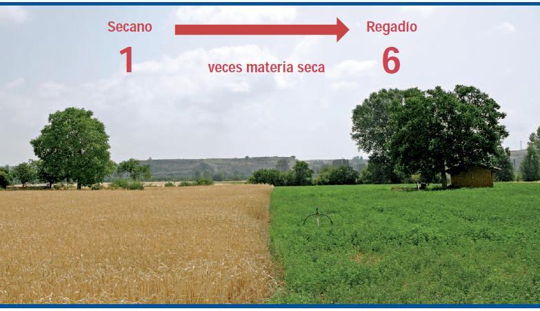El regadío aporta más del 50 % de la producción final agraria, ocupando solamente el 13 % de la superficie agrícola útil de nuestro país.