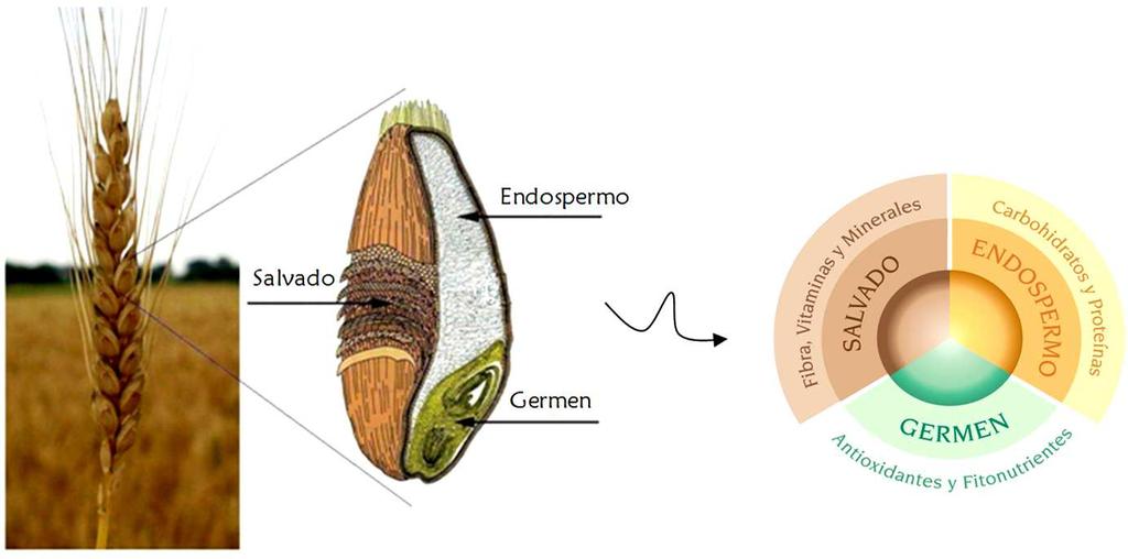 Introducción Figura 1: Representación gráfica del grano de trigo y sus partes principales.