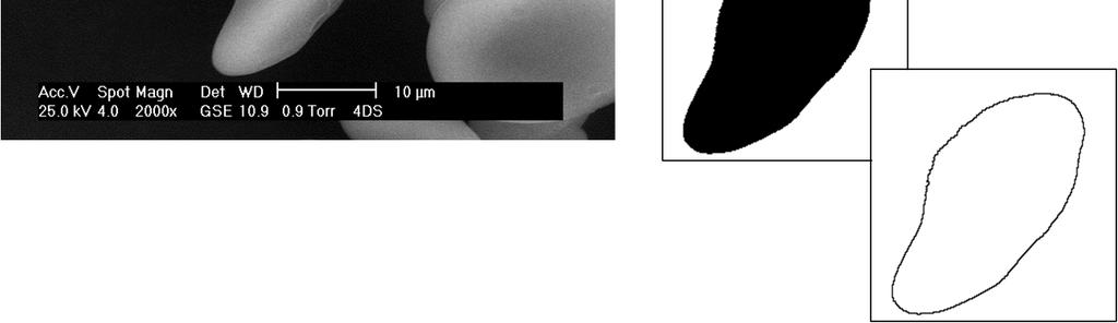 1 Análisis de las imágenes de microscopía ambiental electrónica de barrido (ESEM) Para analizar las imágenes en 2D provenientes de ESEM se realizó una selección de una fracción de la imagen de