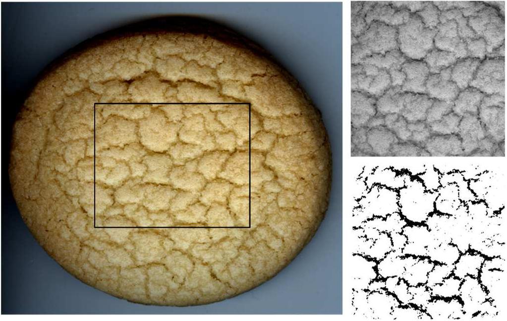 Materiales y Métodos Capítulo 5 Figura 5.3: Fotografía de una galletita, mostrando el área seleccionada (ROI). A la derecha: el área seleccionada en una escala de gris y su imagen binarizada.
