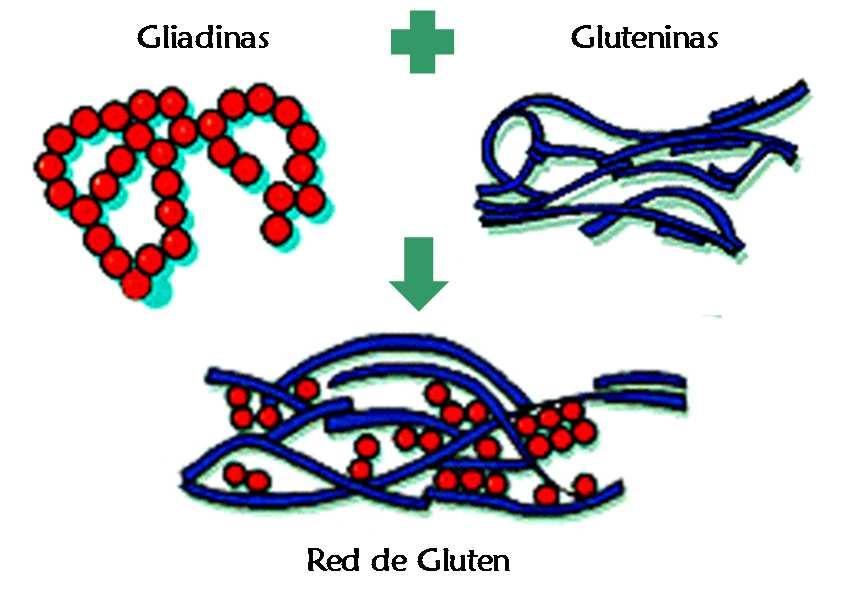 Introducción Figura 2: Esquema general de la estructura de la red de gluten (S-S: puente de disulfuro, gli: gliadinas).
