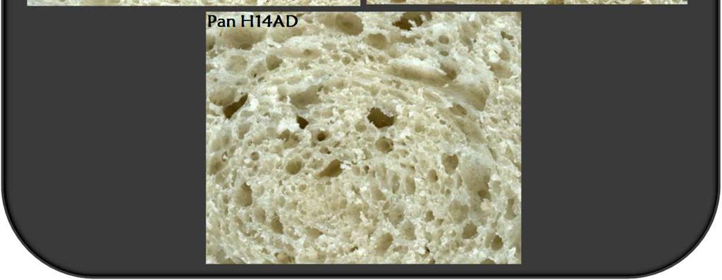 H14AD 33,9 a 0,47 a 0,46 c 0,12 a 1,78 a 32,1 b Letras diferentes indican diferencias significativas (p 0,05)(ANOVA) La disminución en el volumen de las piezas de pan está relacionada con la