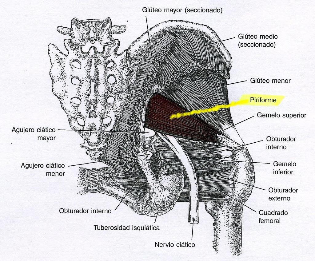 Musculatura Glútea: Piriforme o piramidal O: Cara pélvica del sacro (por dentro, mas concretamente entre los segmentos anteriores (S3-S5) I: Nivel