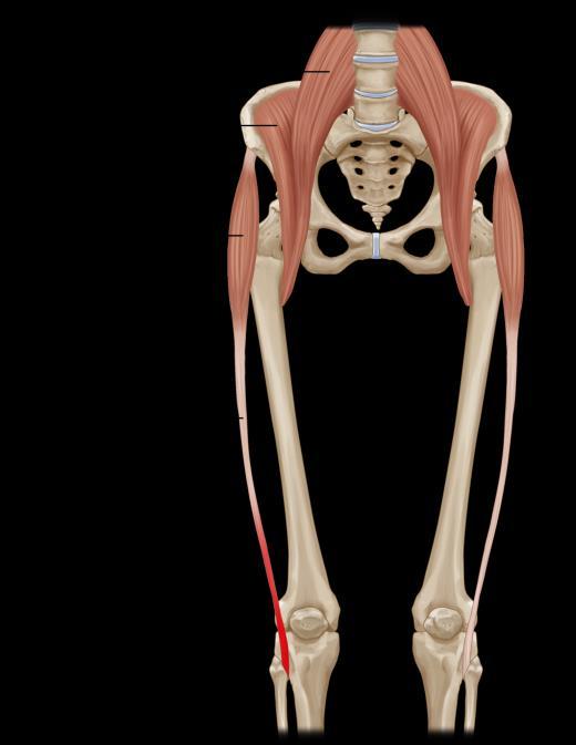 Musculatura Glútea : Glúteo Mayor F: Cadera: extensión Rotación lateral adducción.
