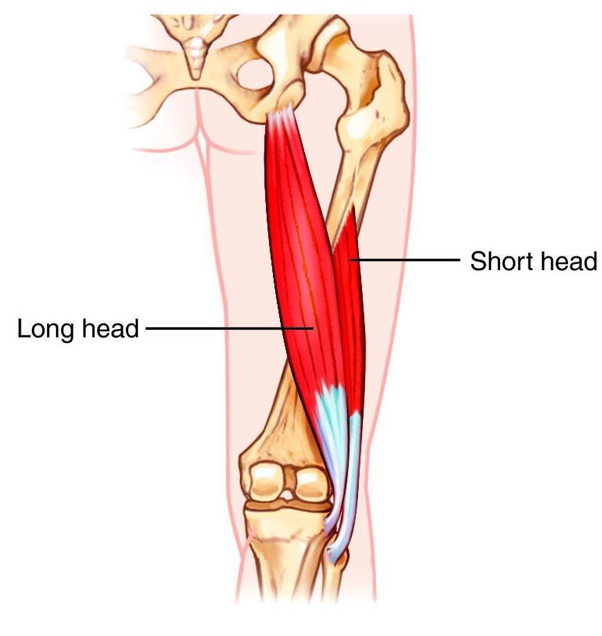 Musculatura parte posterior pierna: Bíceps femoral O:Porción larga: Tuberosidad isquiática Porción corta: Tercio inferior del fémur.
