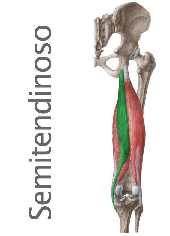 Musculatura parte posterior pierna: Semitendinoso 2/3 partes de este músculo es tendón.