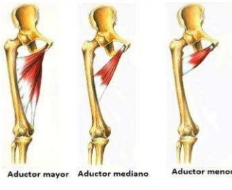 Musculatura parte anterior muslo: Aductor mediano O: Cresta pectínea I: