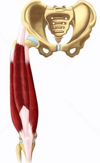 Musculatura parte anterior del muslo: Cuádriceps Recto
