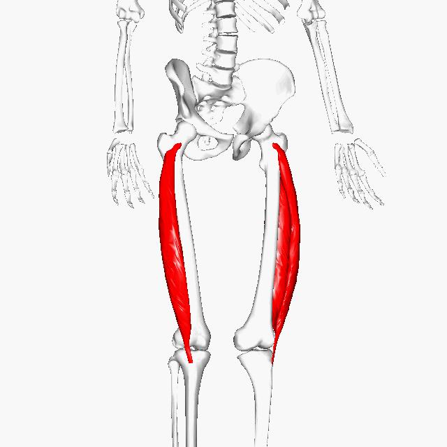 Musculatura parte posterior pierna: Vasto lateral O: