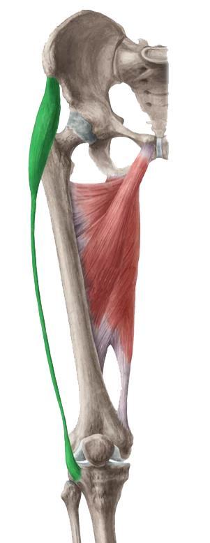 Musculatura parte posterior pierna: Fascia lata O: Espina iliaca antero superior I: Tibia a través del tracto