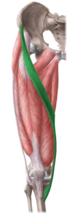 Musculatura parte posterior pierna: Sartorio O: Espina iliaca antero superior