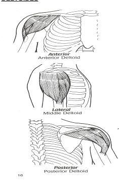 DELTOIDES ORIGEN * Fibras anteriores: clavícula (tercio lateral de la zona anterior) * Fibras medias: escapula (acromion, borde lateral y cara superior) Fibras posteriores: escapula (borde posterior