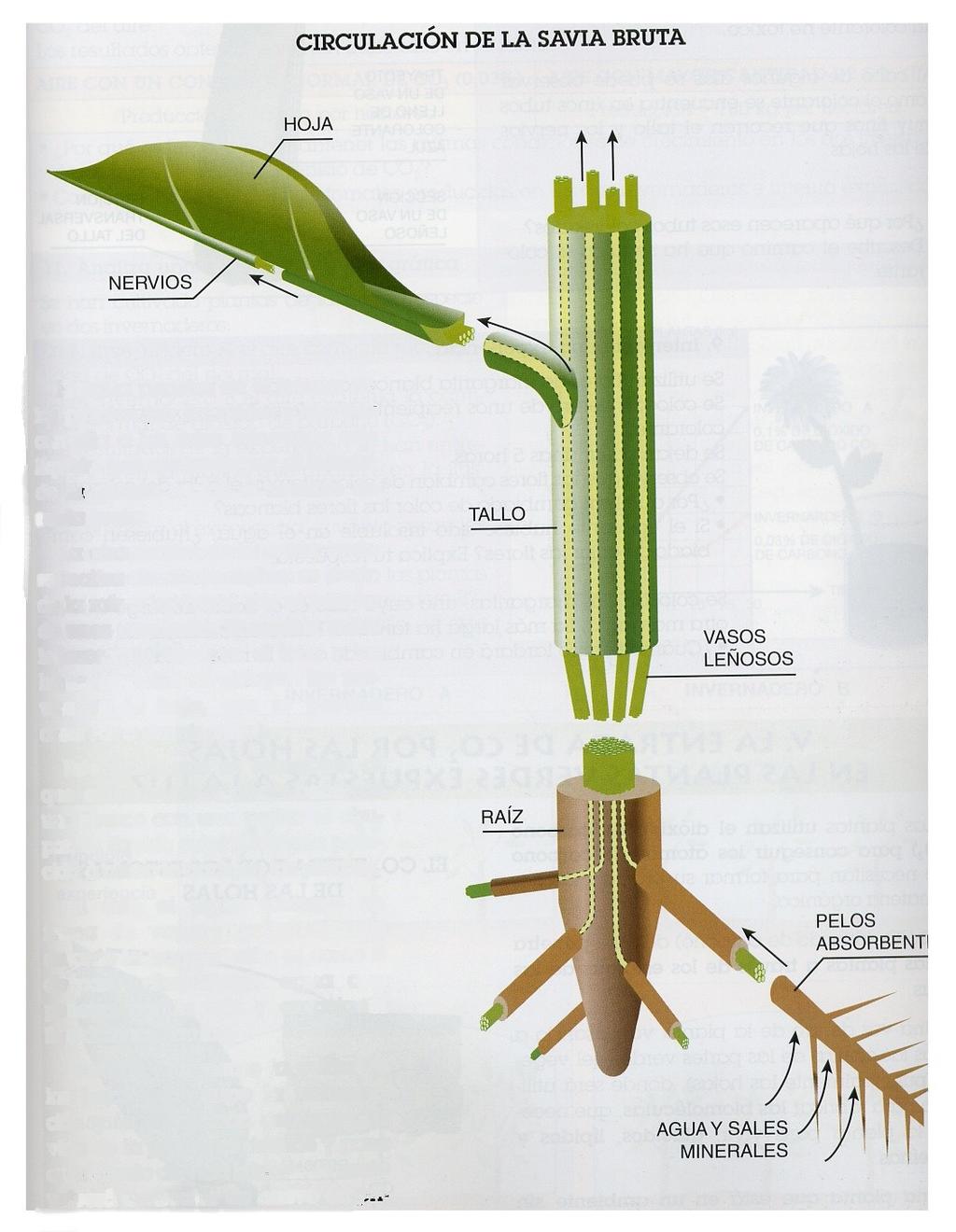 La circulación de la savia bruta se realiza de la raíz a las hojas, por el interior de unos conductos llamados vasos leñosos que recorren el tallo y las hojas.