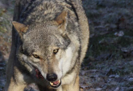 Lobos y Ciervos Estas iniciativas encaminadas a potenciar el lobo vivo como recurso, y muchos de los paisajes que el lobo