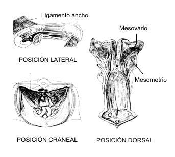 1 Orificio cervical 2 Cuerno derecho del útero 3 Ovario 4 Bolsa ovárica 5 Orificio abdominal del oviducto 6