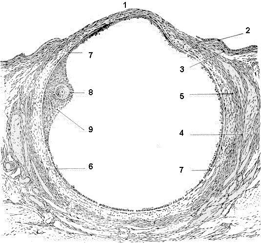 germinativo; 3, albuginea externa de la teca; 6, capa