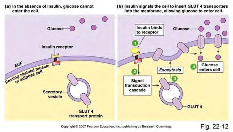 PACIENTE SANO PACIENTE EN TTO CON CORTICOIDES Se altera este receptor la glucosa no entra en el interior de la célula