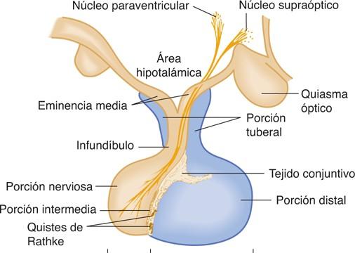 Lóbulo Posterior Lóbulo anterior Lóbulo medio a) Adenohipófisis: La adenohipófisis corresponde a la porción glandular de la Pituitaria (porción anterior) y comprende el 80% de la misma.