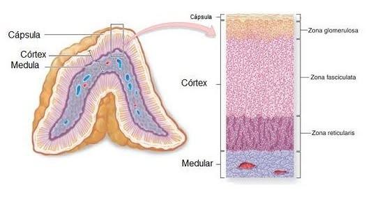 VI.- Glándula Suprarrenal Son órganos pares secretores que están situados sobre cada polo superior de los riñones. Cada una de las glándulas consta de dos zonas con funciones independientes.