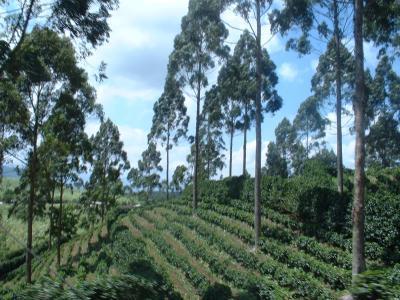 pequeños productores de subsistencia y de café al