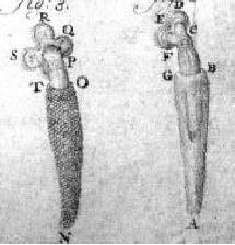 INTRODUCCIÓN HISTÓRICA Siglo XVII Antony van Leeuwenhoek (1632-1723) fabricó un