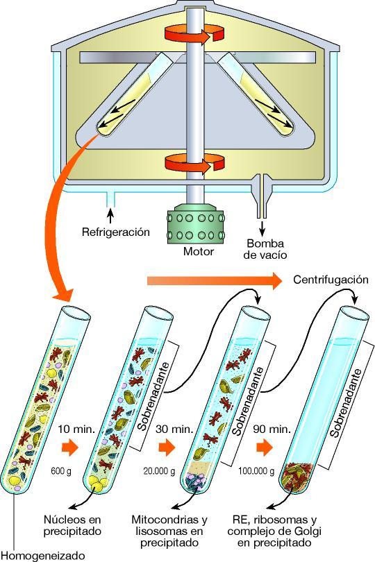 ESTUDIO BIOQUÍMICO DE LAS CÉLULAS Fraccionamiento celular: método para aislar y separar los orgánulos celulares.