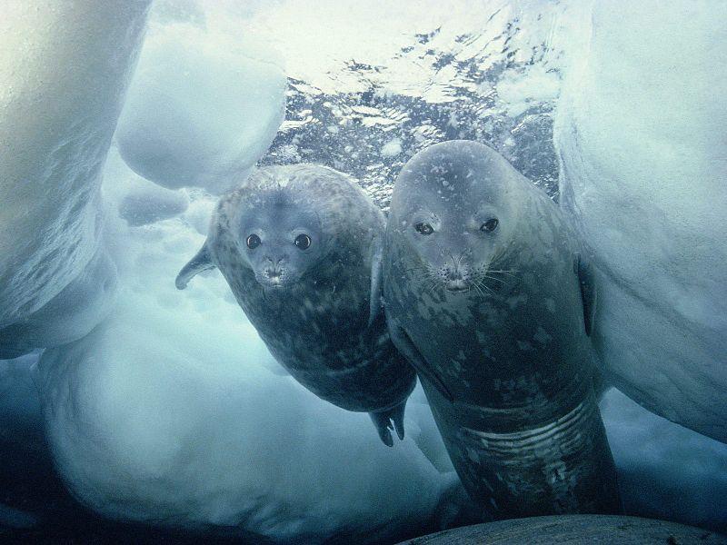 La Gran Fauna Antártica Cetáceos y Pinnípedos César Alarcón Zapata Investigador