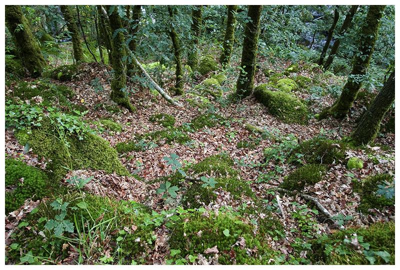 Bosque caducifolio: Haya (en zonas más húmedas y a mayor altitud). Cord.Cantábrica y Pirineo navarro.