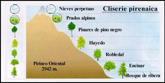 Región boreoalpina: paisaje vegetal de montaña -La vegetación se dispone en