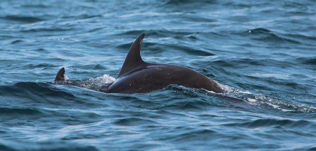 BALLENAS, DELFINES Habitan en mar abierto frente al litoral salvadoreño, las ballenas jorobadas permanecen durante la época seca Se