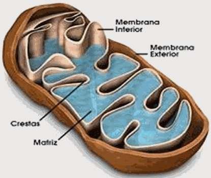 LA MITCNDRIA FÁBRICA DE ENERGÍA CELULAR ES EL SITI DNDE TIENEN LUGAR EL TRANSPRTE ELECTRÓNIC Y LA FSFRILACIÓN XIDATIVA La membrana externa es permeable a pequeñas moléculas (PM < 5000 Da) e iones.