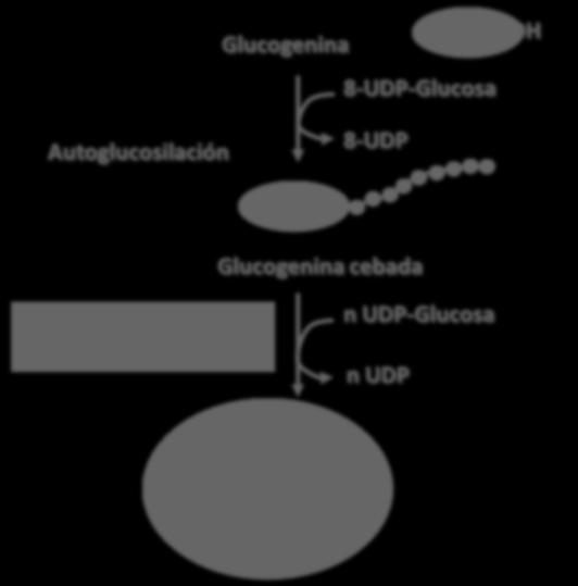 La glucogenina proporciona un cebador para la síntesis del