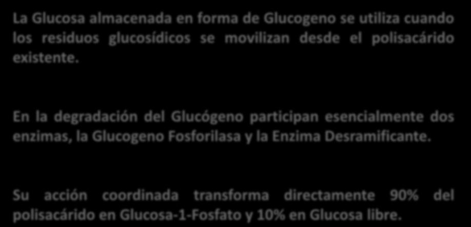 Metabolismo del Glucógeno GLUCGENÓLISIS La Glucosa almacenada en forma de Glucogeno se utiliza cuando los residuos glucosídicos se movilizan desde el polisacárido existente.