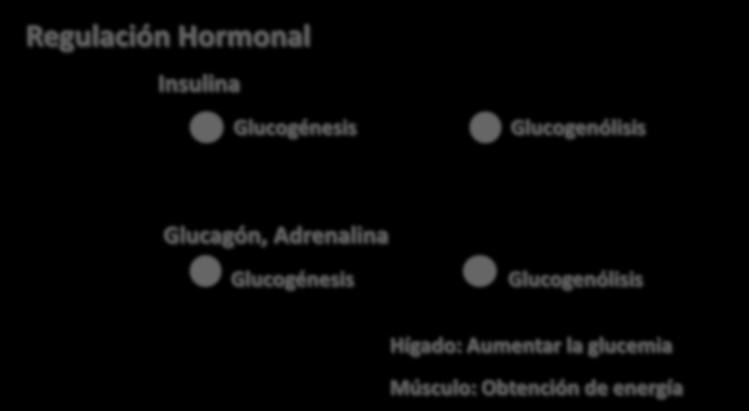 Metabolismo del Glucógeno Regulación Regulación Hormonal Insulina + Glucogénesis - Glucogenólisis
